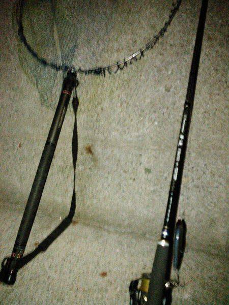 朝マヅメにチヌトップ